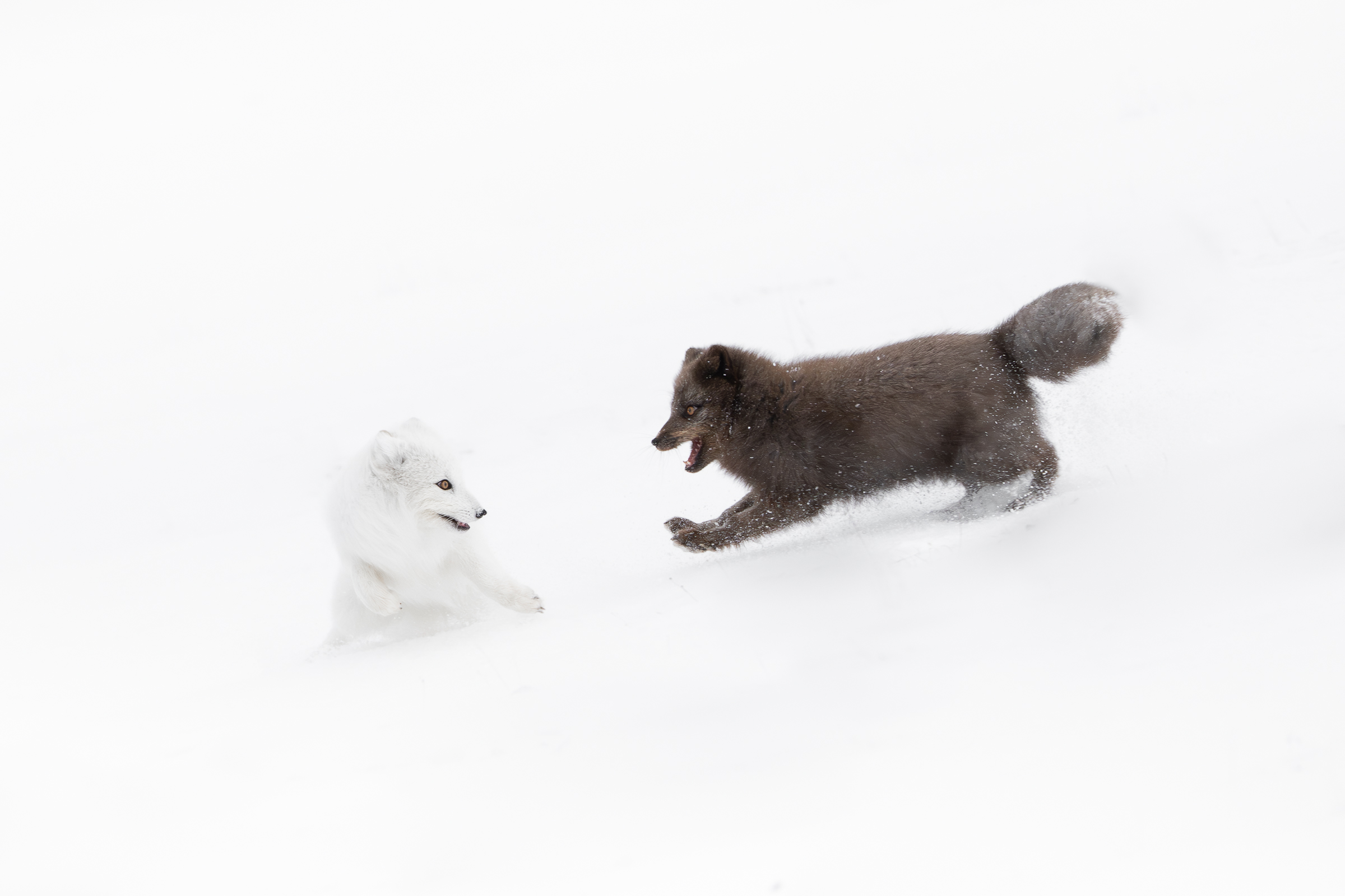 arctic-fox_svalbard-winter_08
