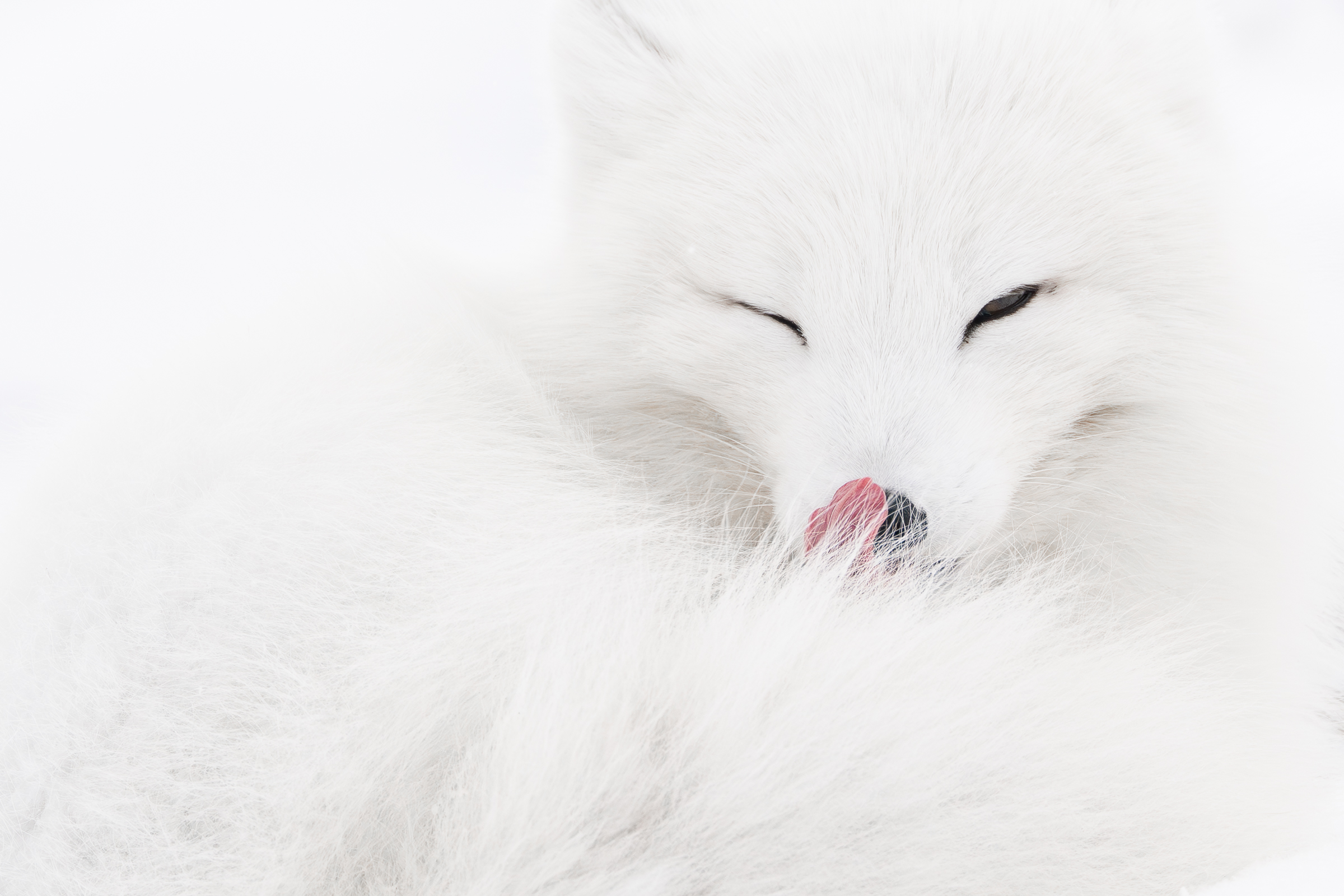 arctic-fox_svalbard-winter_09