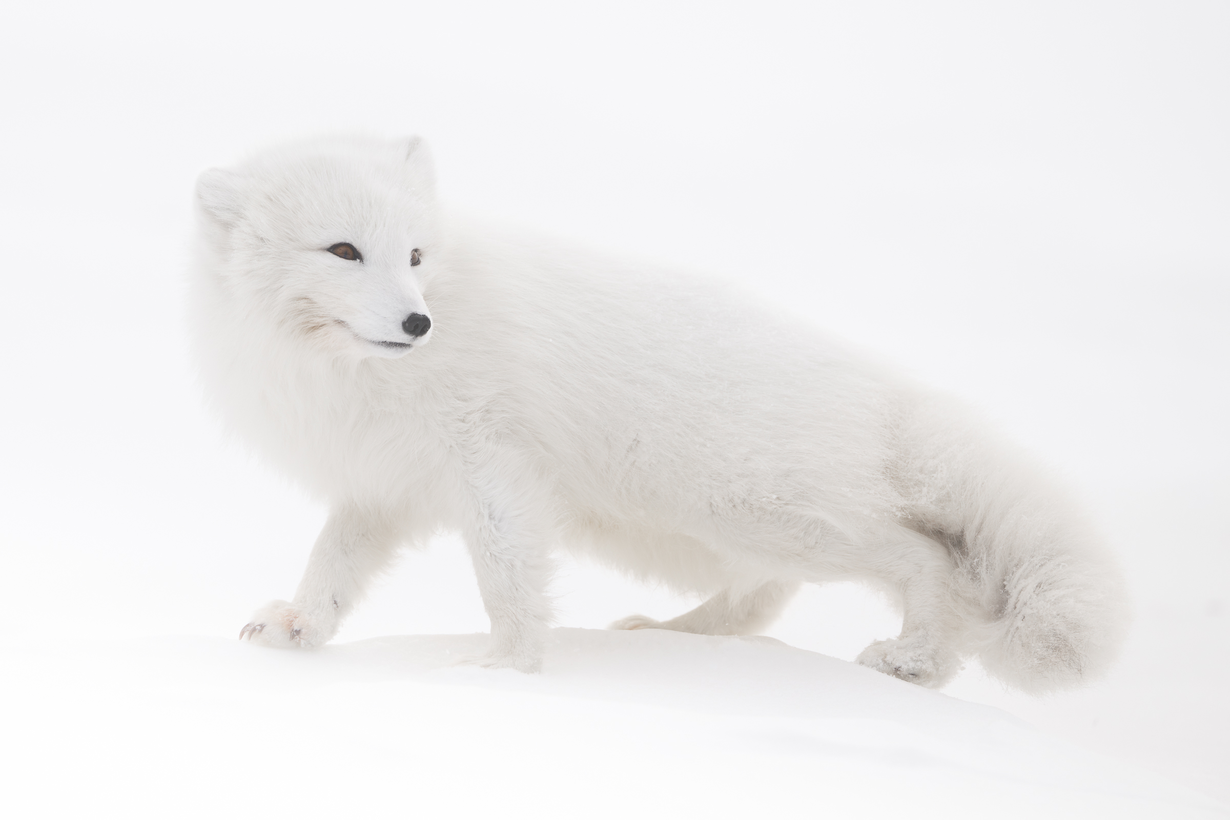 arctic-fox_svalbard-winter_10