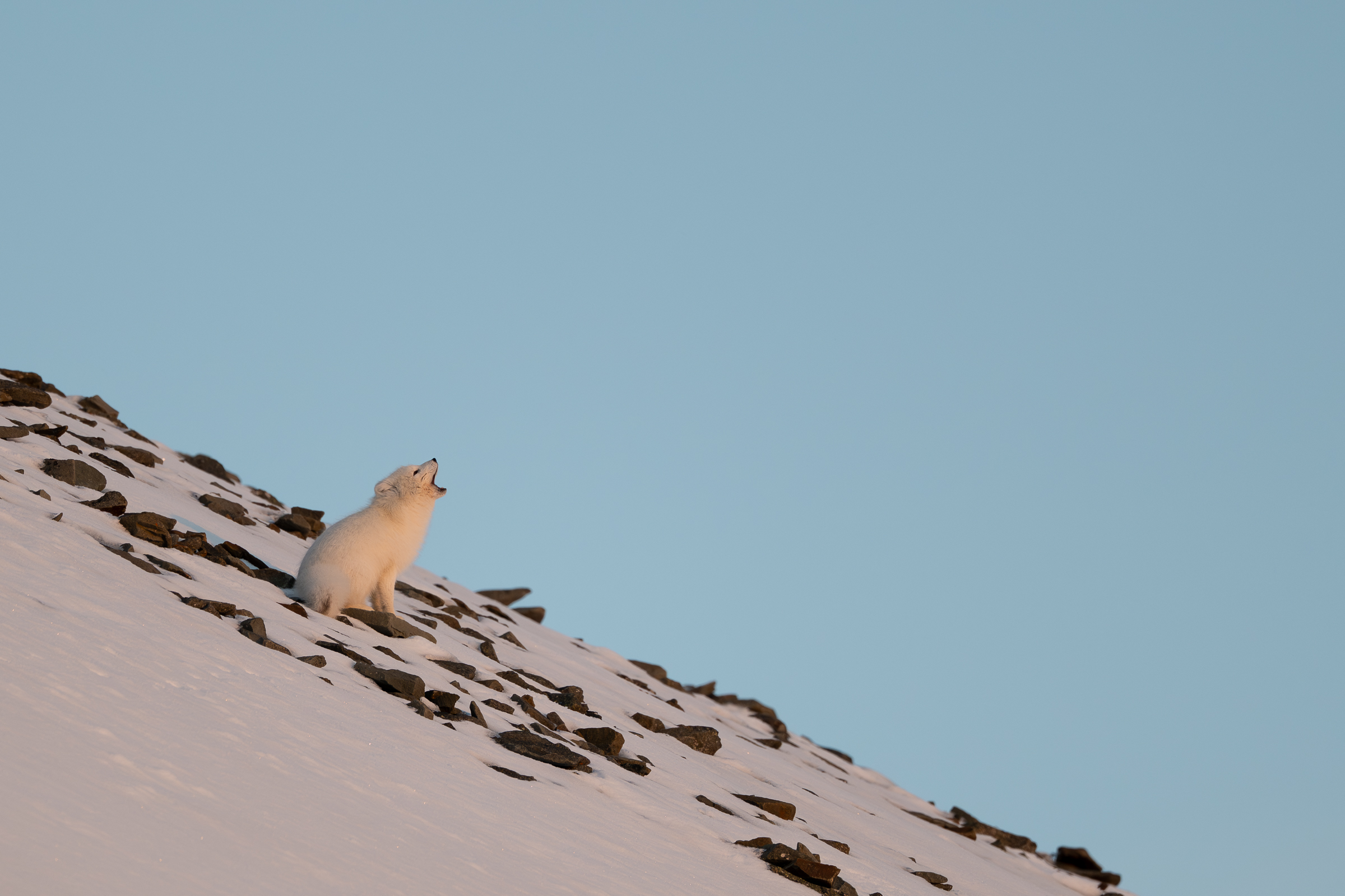 arctic-fox_svalbard-winter_11
