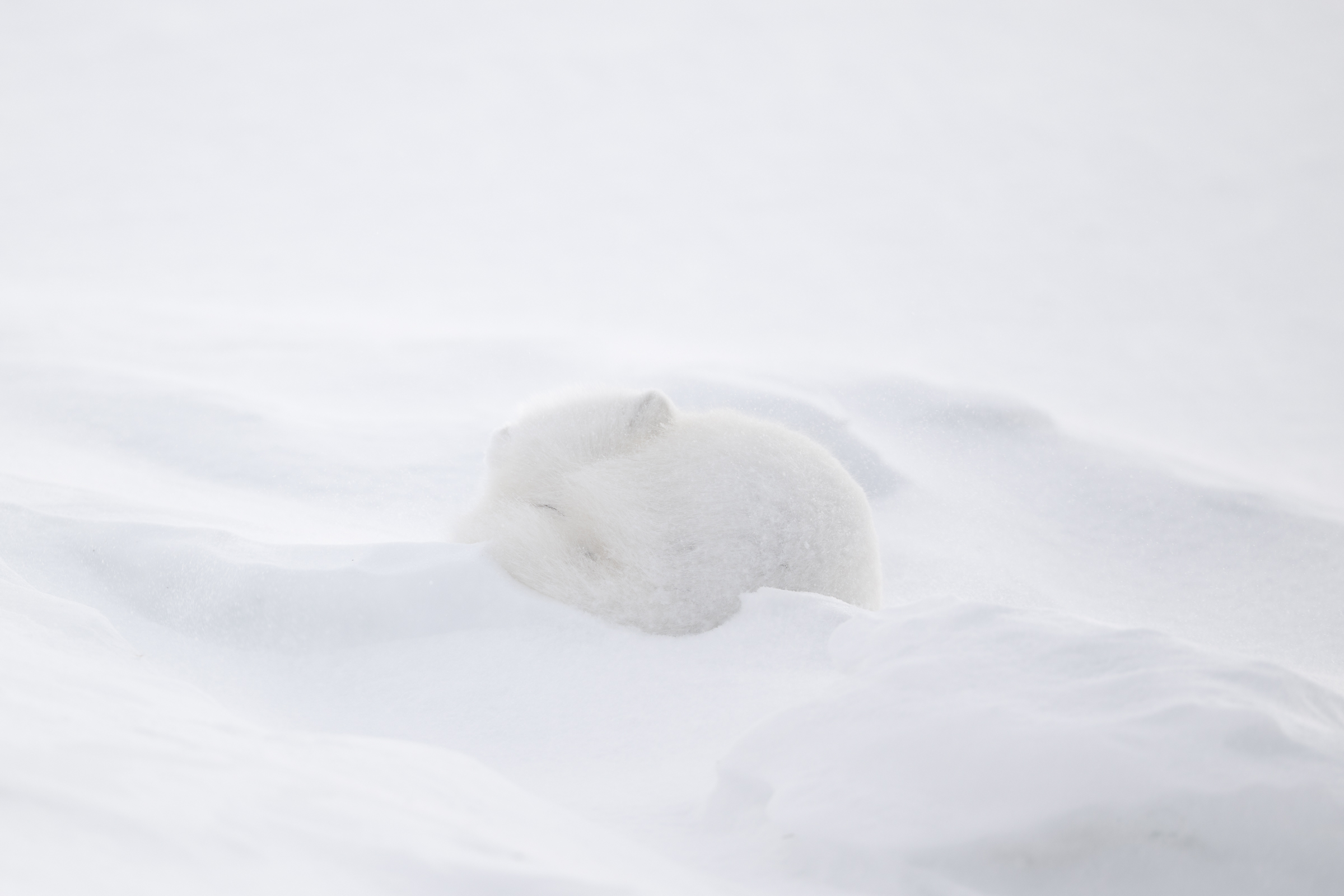 arctic-fox_svalbard-winter_12