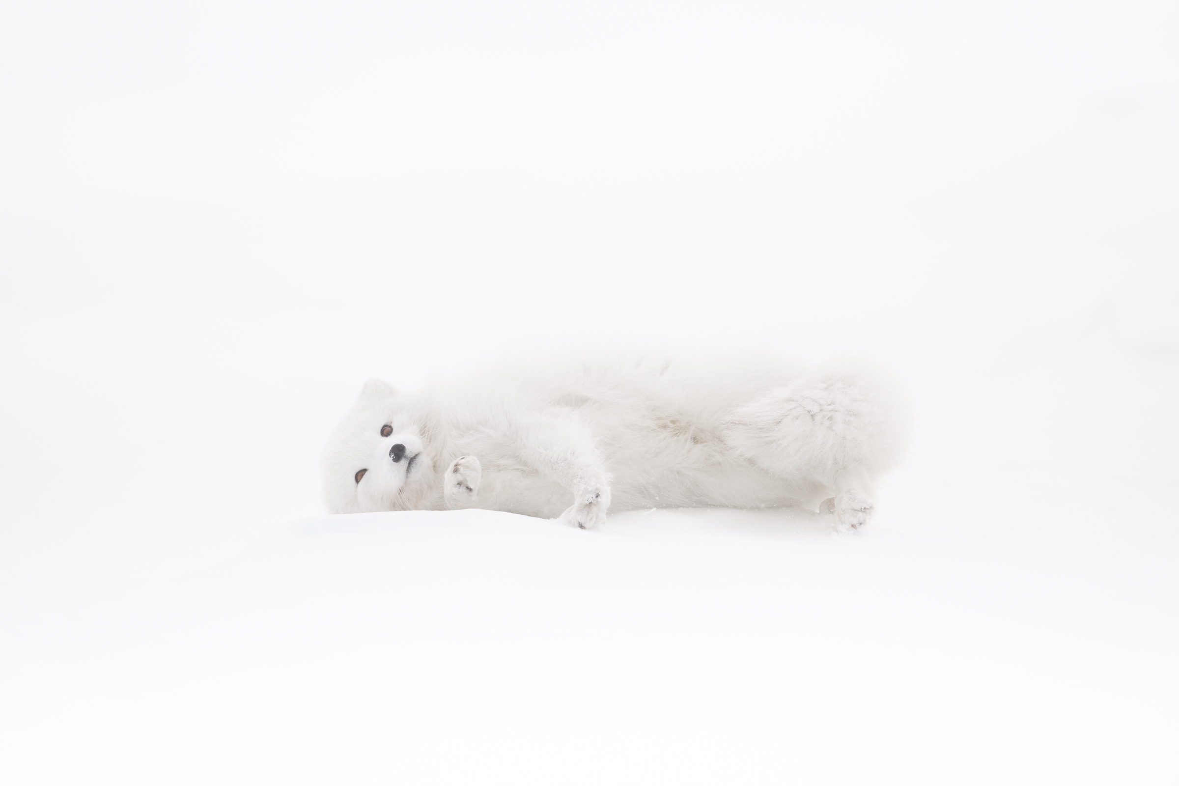 arctic-fox_svalbard-winter_13