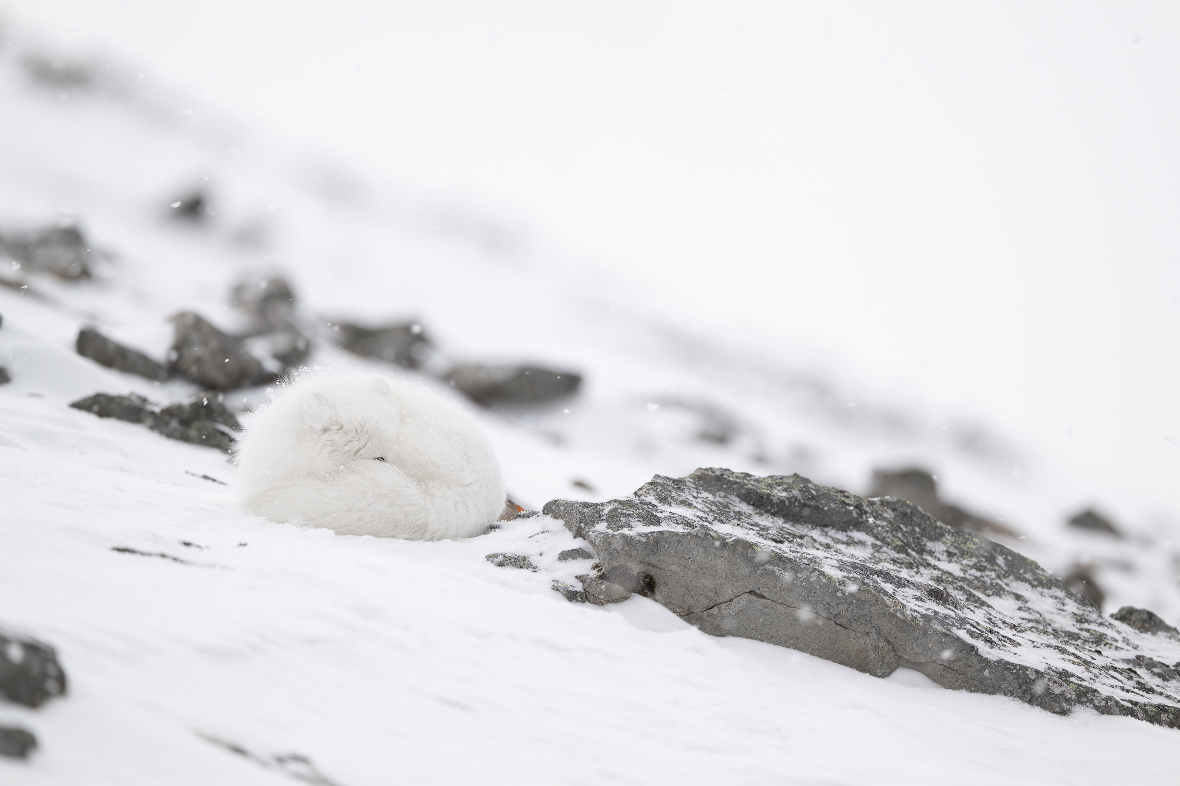 arctic-fox_svalbard-winter_14