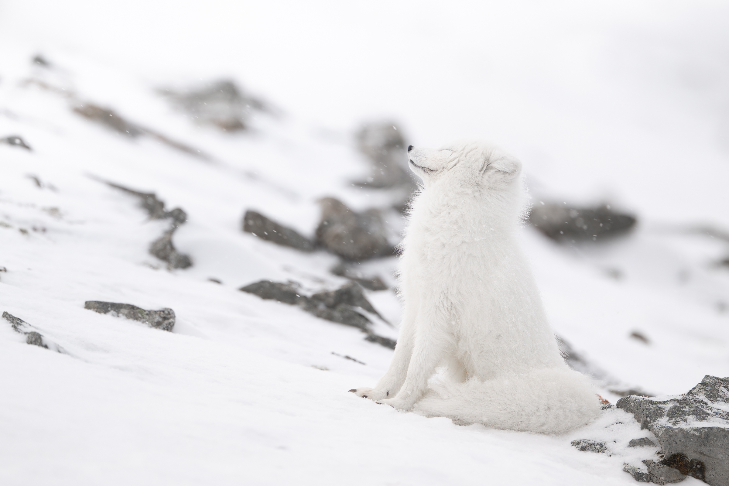 arctic-fox_svalbard-winter_15