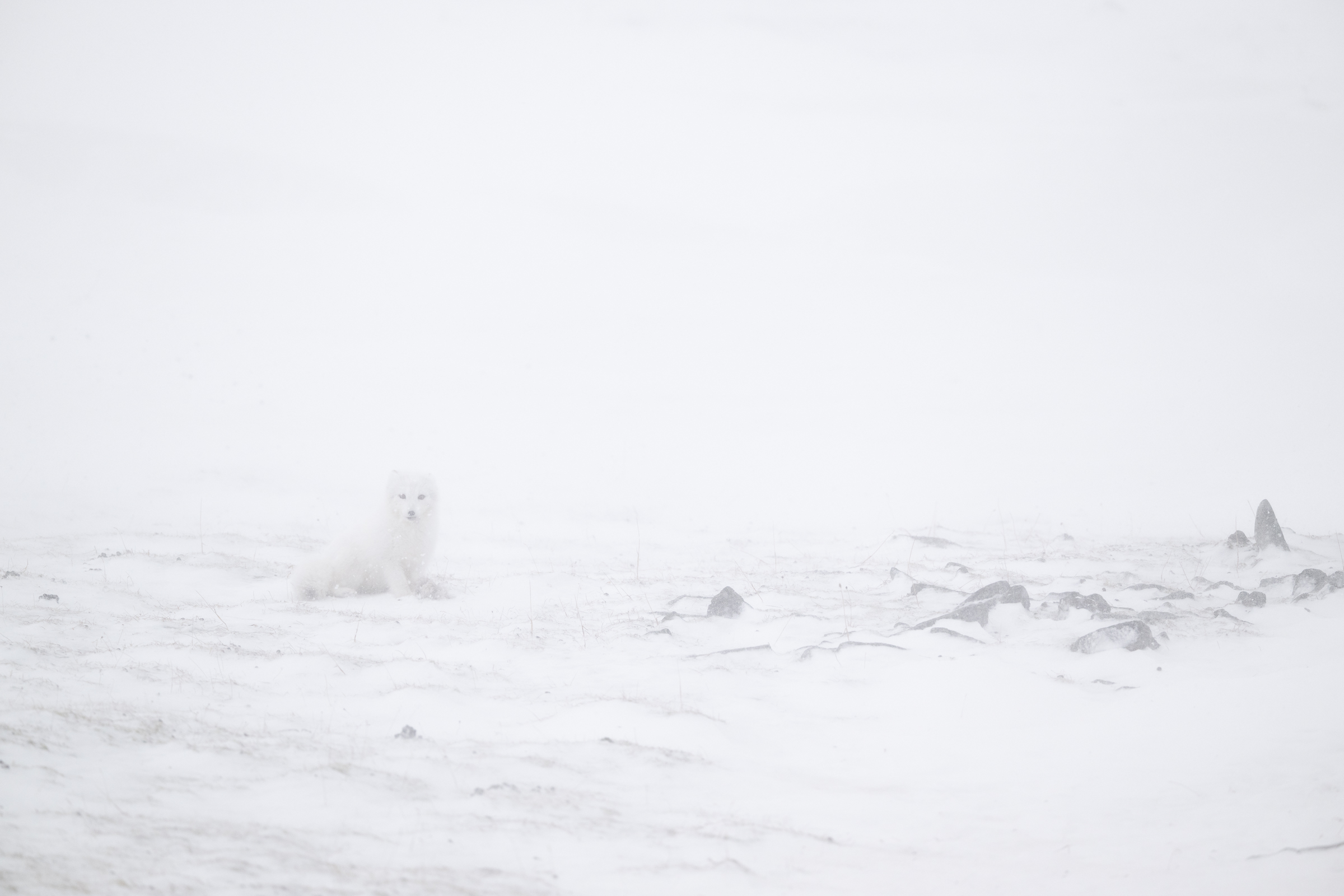 arctic-fox_svalbard-winter_17