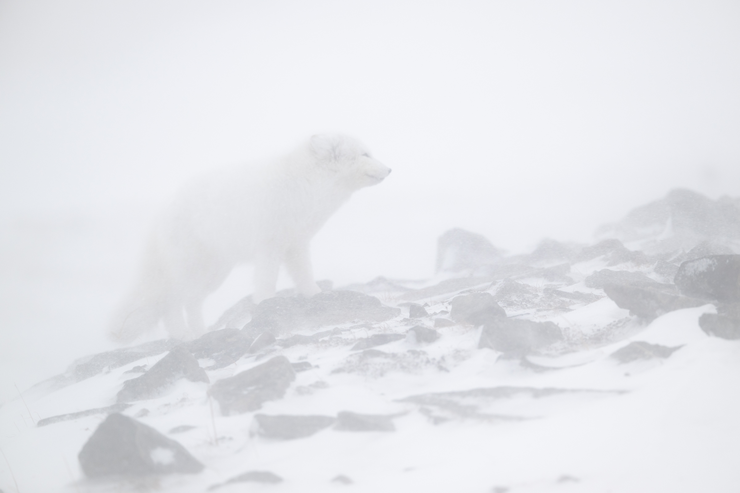 arctic-fox_svalbard-winter_18