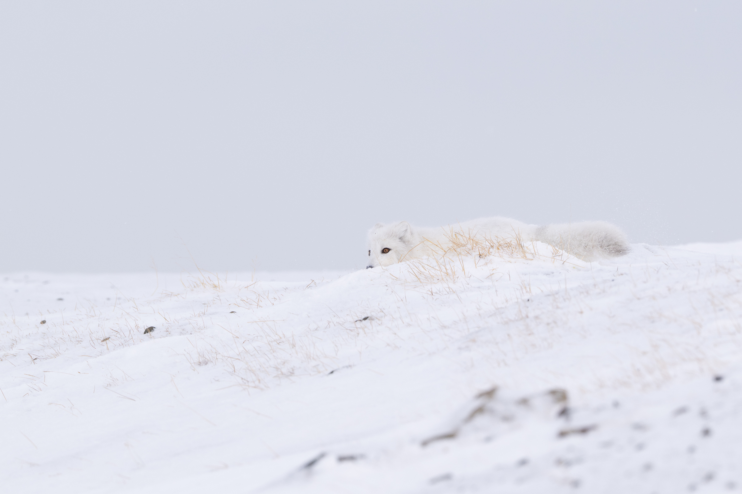 arctic-fox_svalbard-winter_19