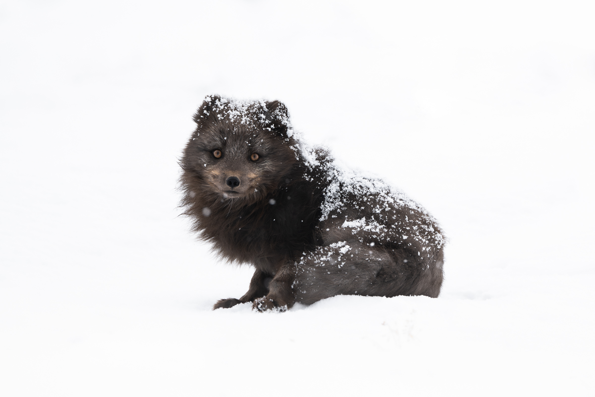 arctic-fox_svalbard-winter_20