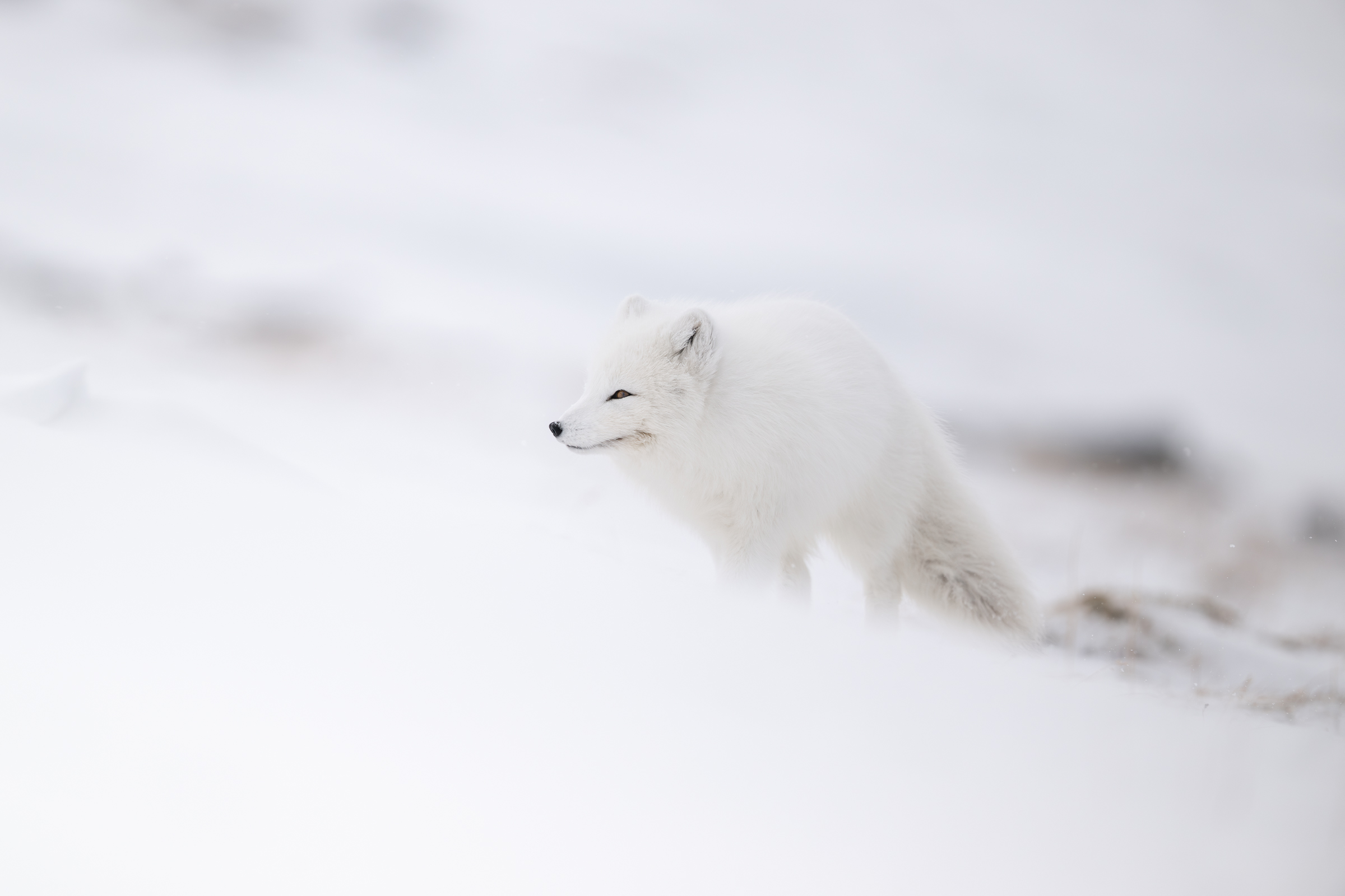 arctic-fox_w_01