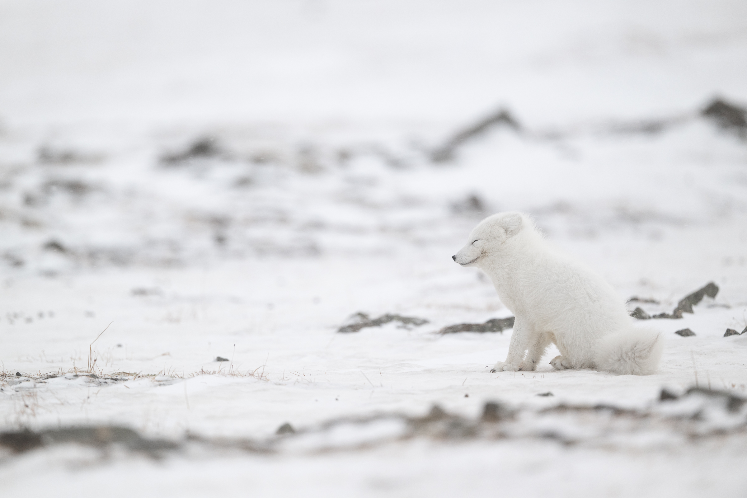 arctic-fox_w_09