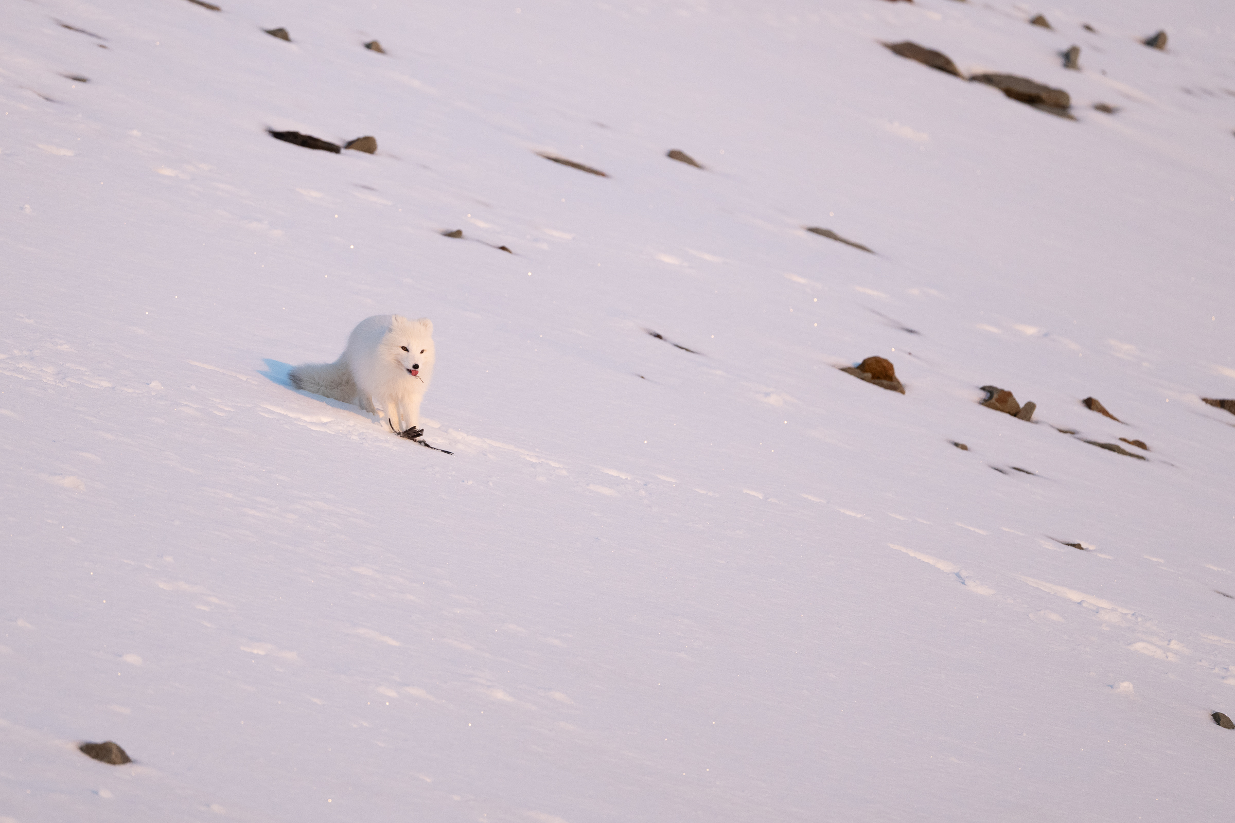 arctic-fox_w_10