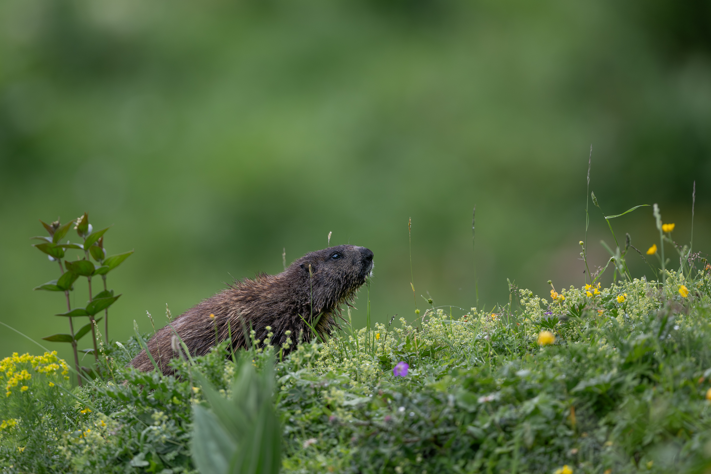 marmot-spring_01