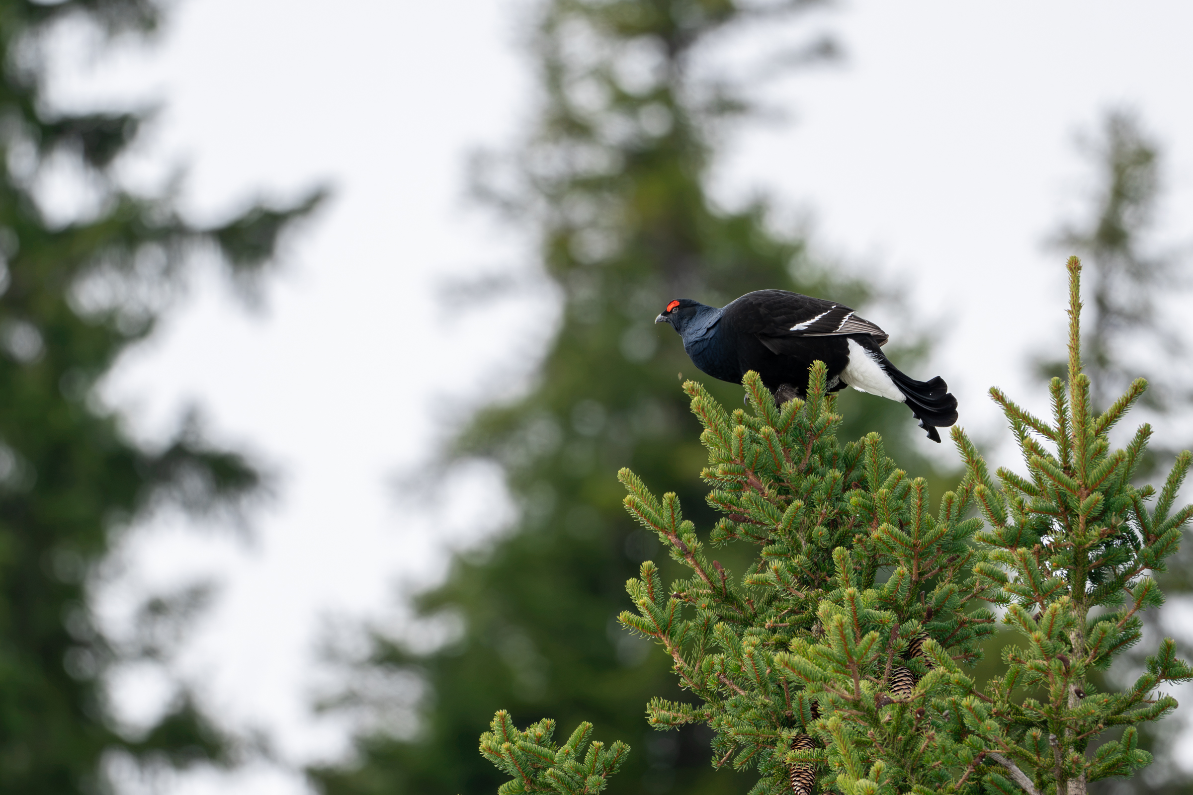 switzerland-blackgrouse-workshop_01