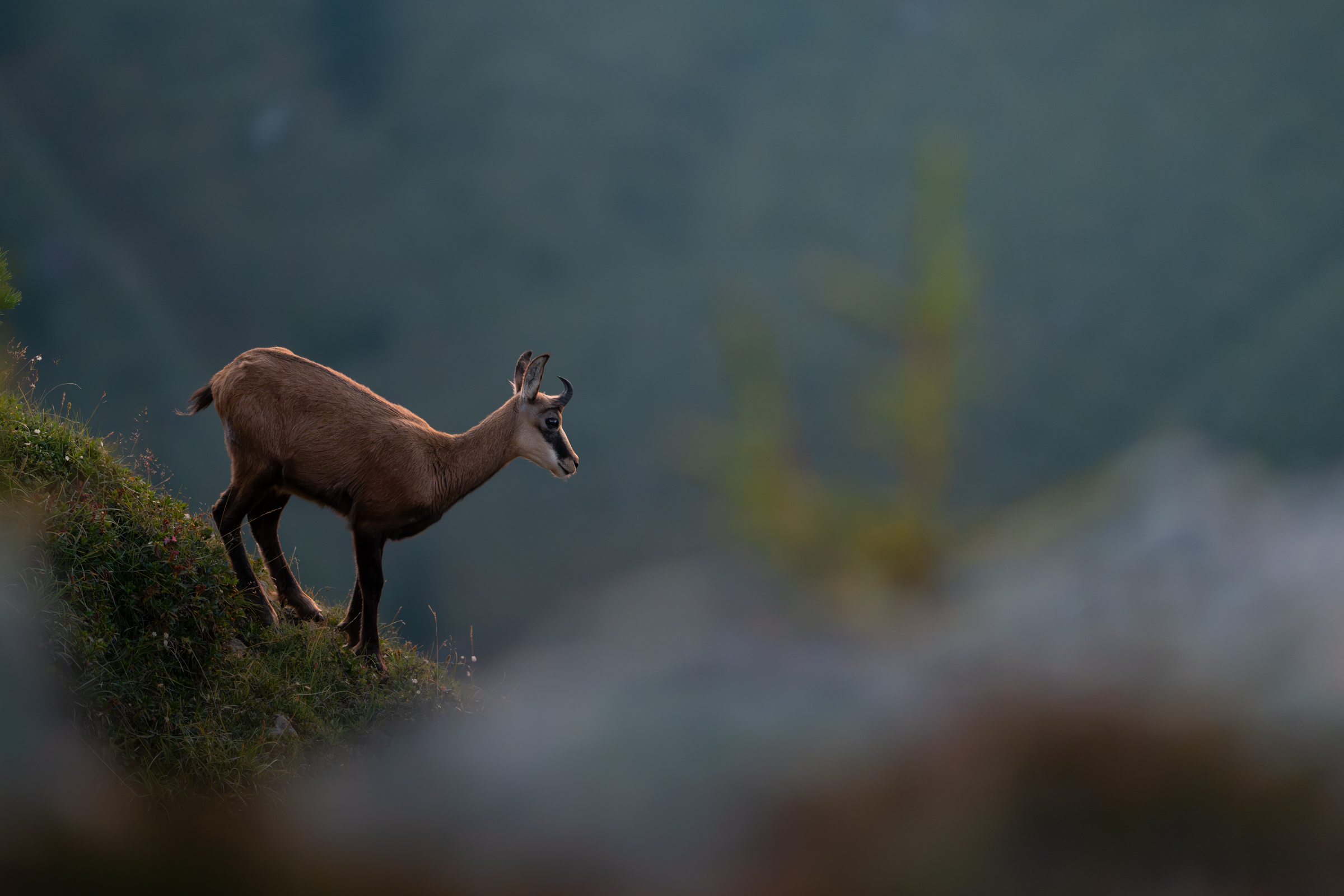 switzerland-chamois-workshop_01