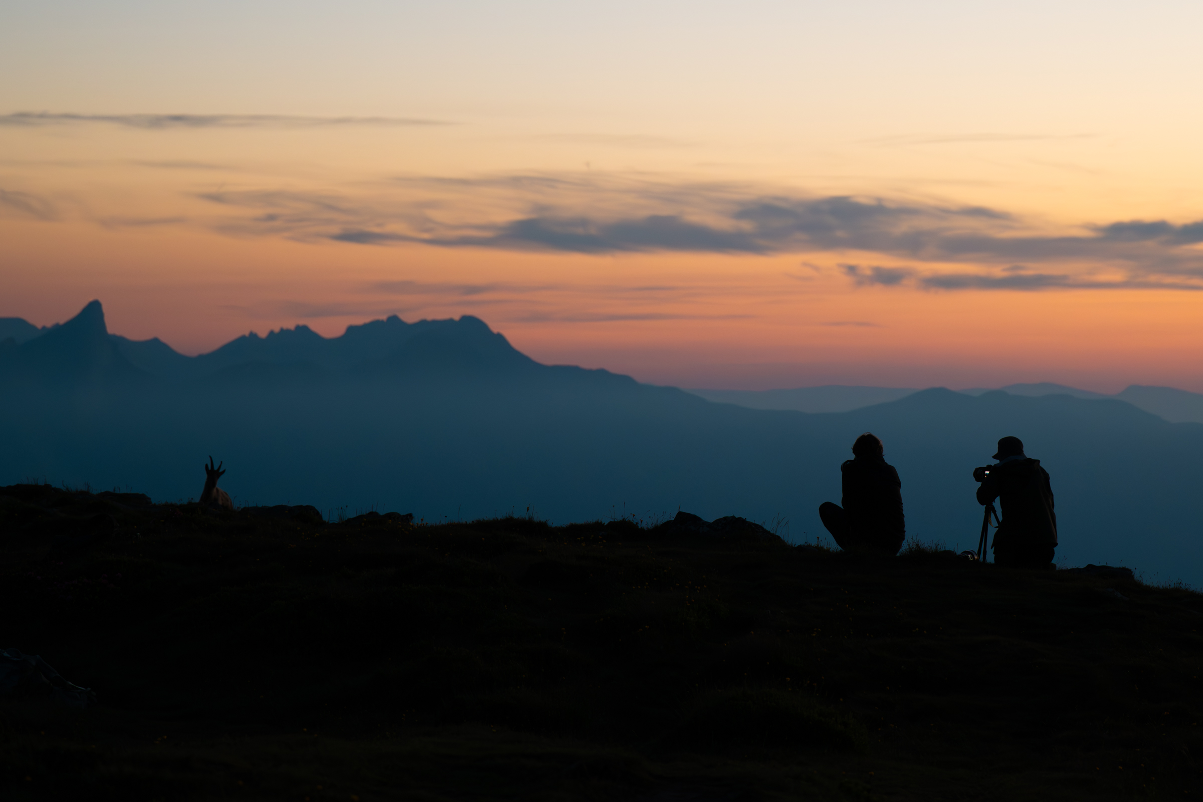 Switzerland, Wildlife Photography Workshop, Alpine ibex