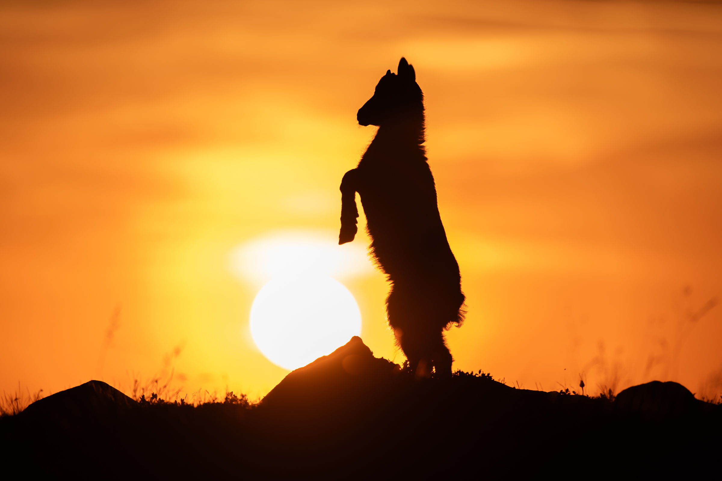 switzerland-ibex_01-1