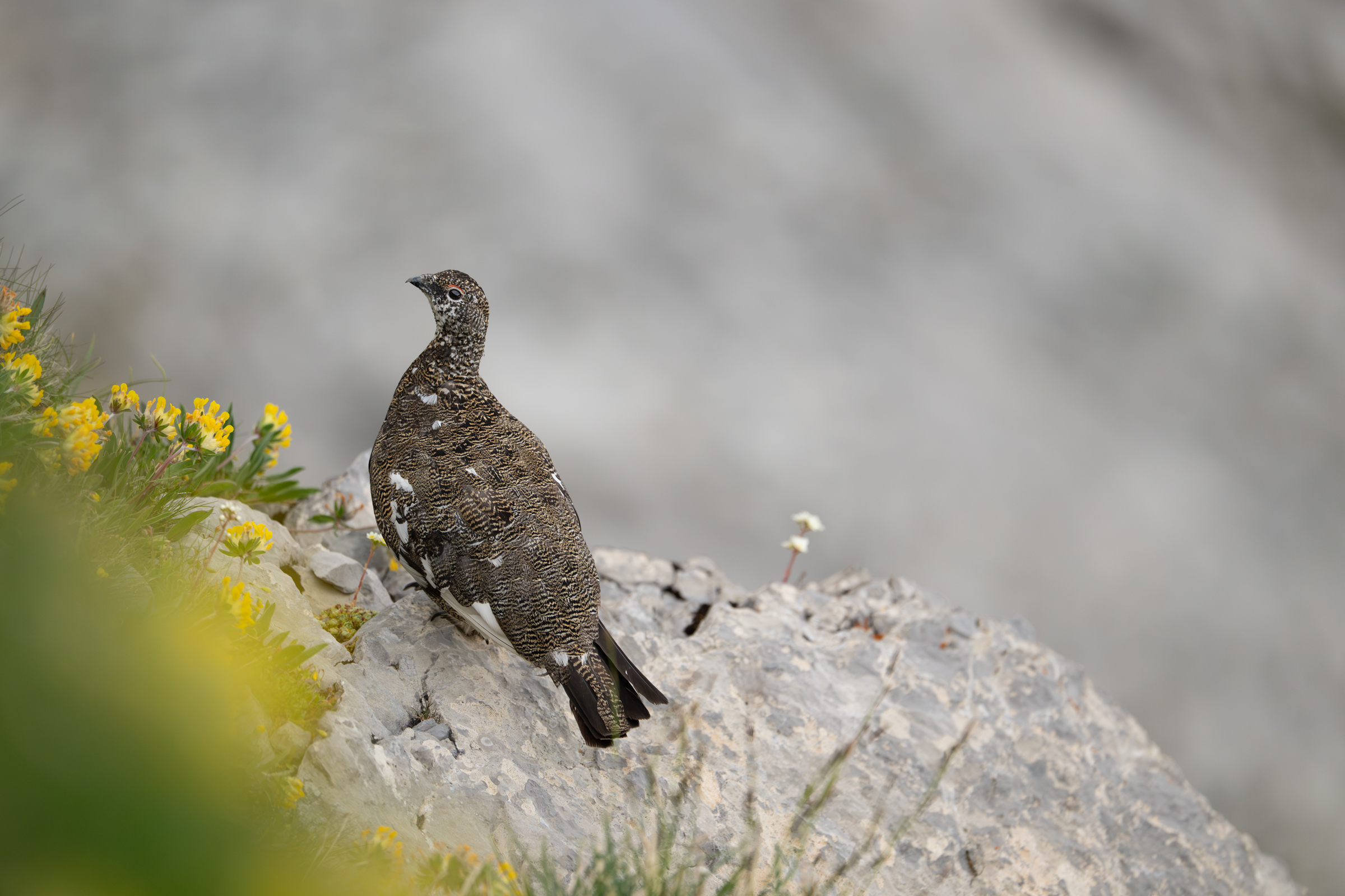 switzerland-ptarmigan-workshop_01-2