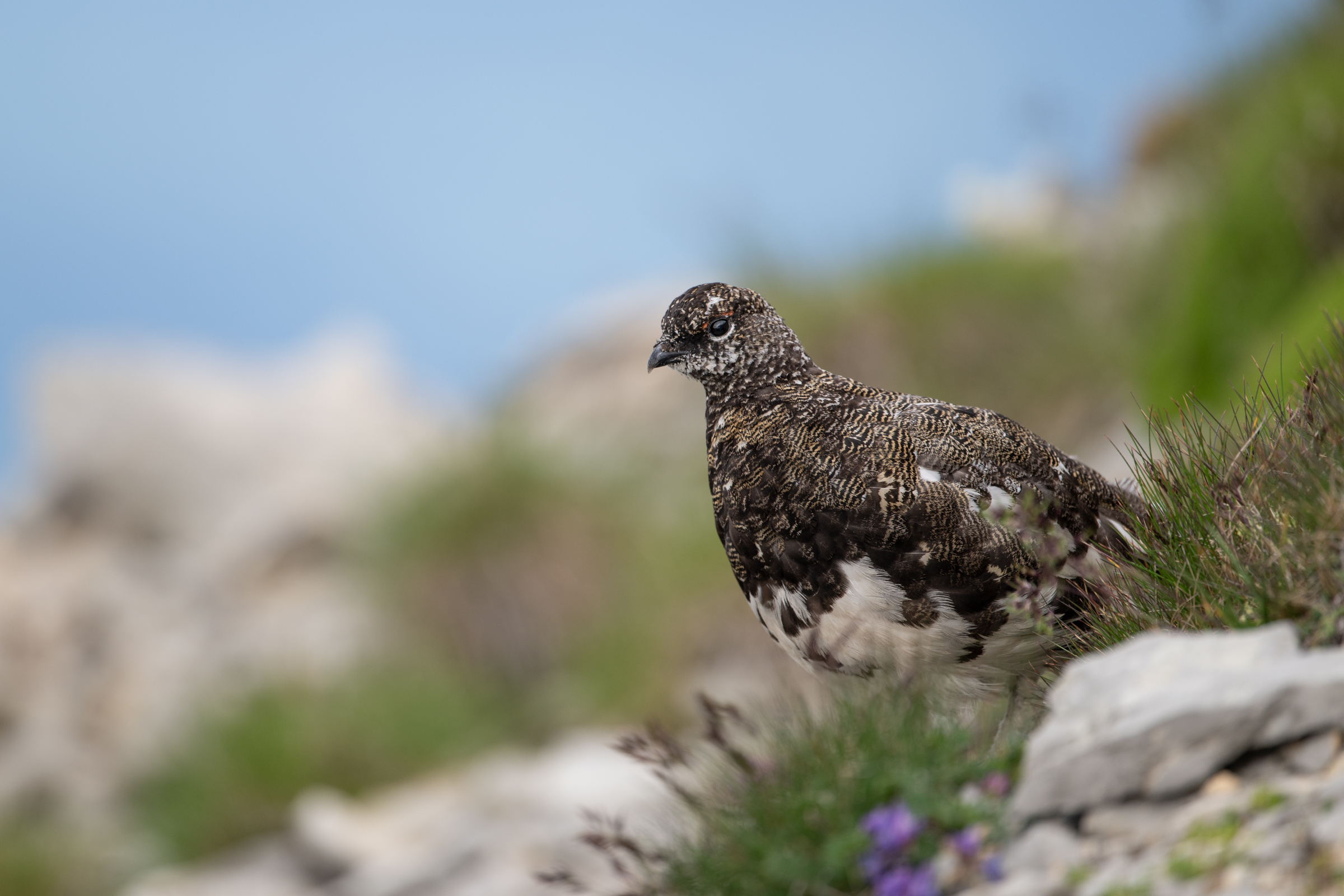 switzerland-ptarmigan-workshop_02-2